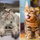 Им можно давать «Оскар»: 20 котиков, мимика которых приводит в восторг — фото