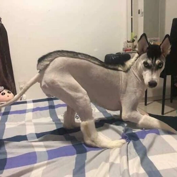 Источник: Reddit/SonaSierra19