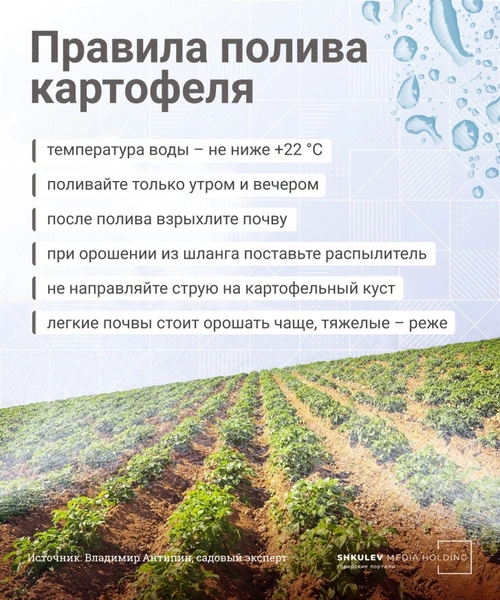 Никогда не поливайте днем: 6 ошибок, из-за которых у вас плохой урожай картошки