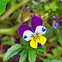 Аватарка Анютины глазки