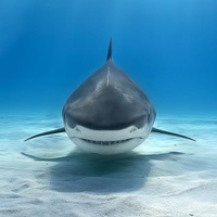 Аватарка акула-каракула