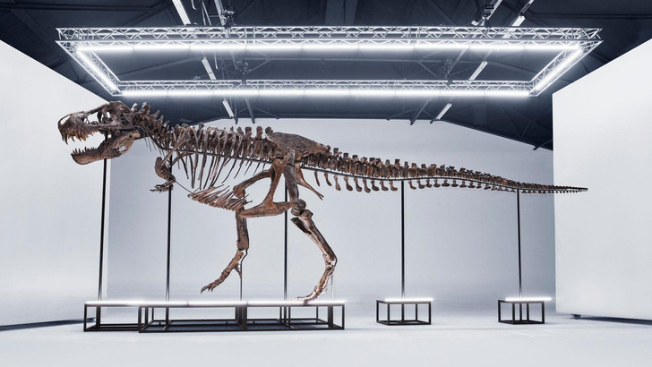 11-метровый скелет тираннозавра продали на аукционе. Угадаете, сколько он стоил?