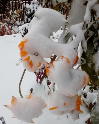 Мороз снежком укутывал: 10 советов, как обеспечить растениям в саду комфортную зимовку