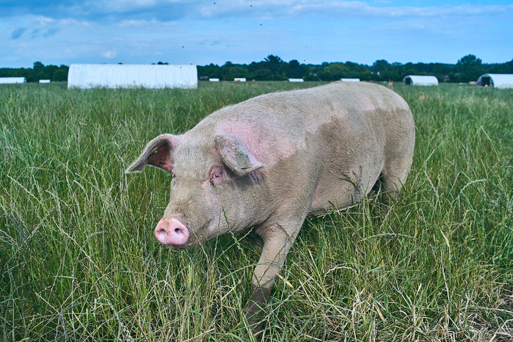Этот час спасет чью-то жизнь: ученые смогли поддерживать работу органов свиньи после ее смерти