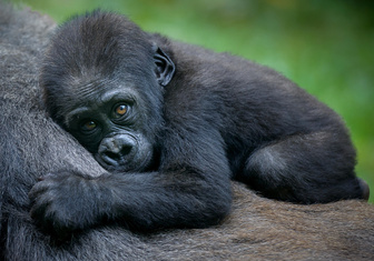 С обезьяньего на человечий: что значит хриплое «хм», произнесенное гориллой?