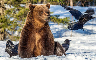 Бурый медведь наблюдает за полетом ворона
