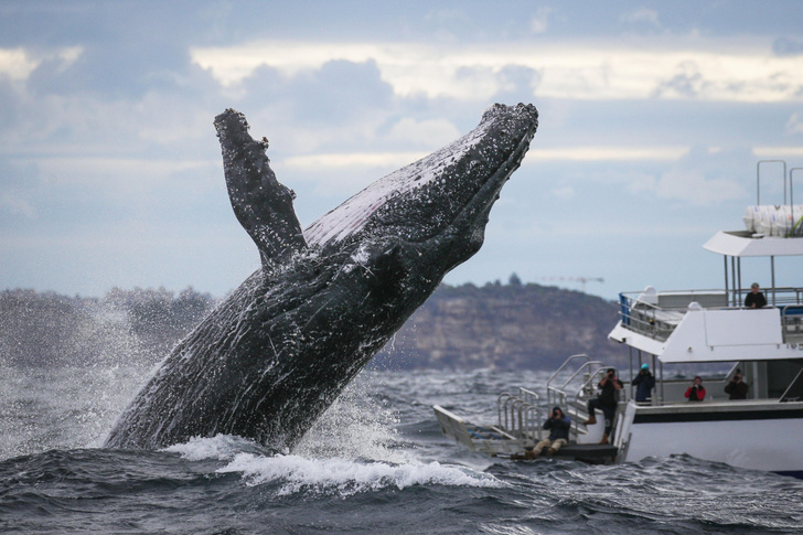 Горбатые киты вернулись к побережью Австралии