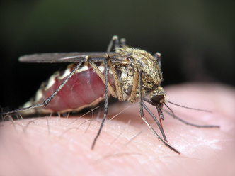 Как защитить новорожденного от комаров?