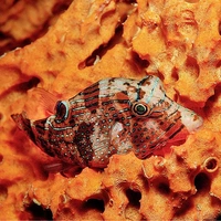 Художники-отравители: почему об иглобрюхах не стоит судить по внешности