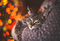 Коты полезны для здоровья?