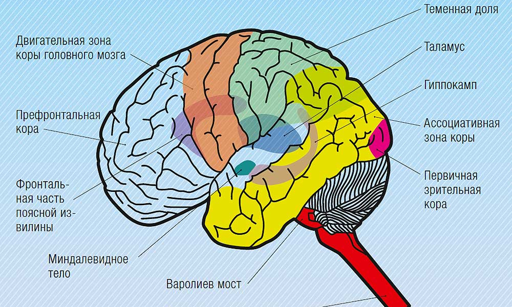 Наличие коры головного мозга. Теменные зоны коры головного мозга. Зрительные доли коры головного мозга.