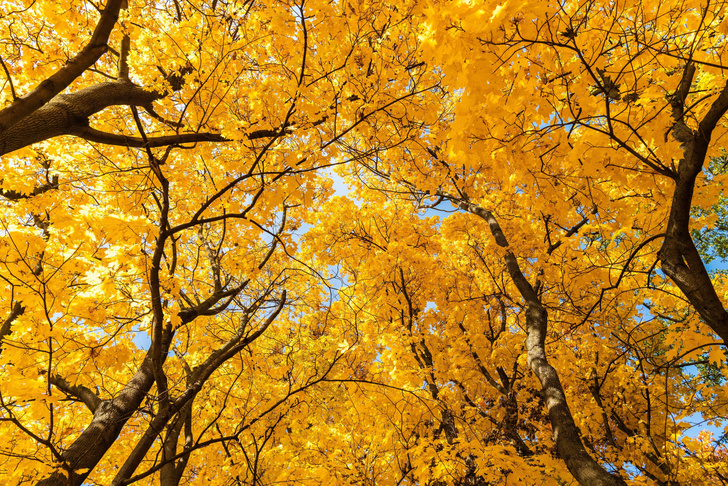 Дерево с резными листьями: как клены делают нашу жизнь слаще
