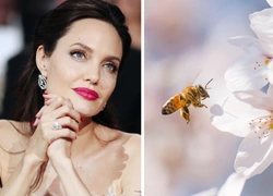 «От женщин пчелам»: Guerlain запускает программу, которая расширит права женщин