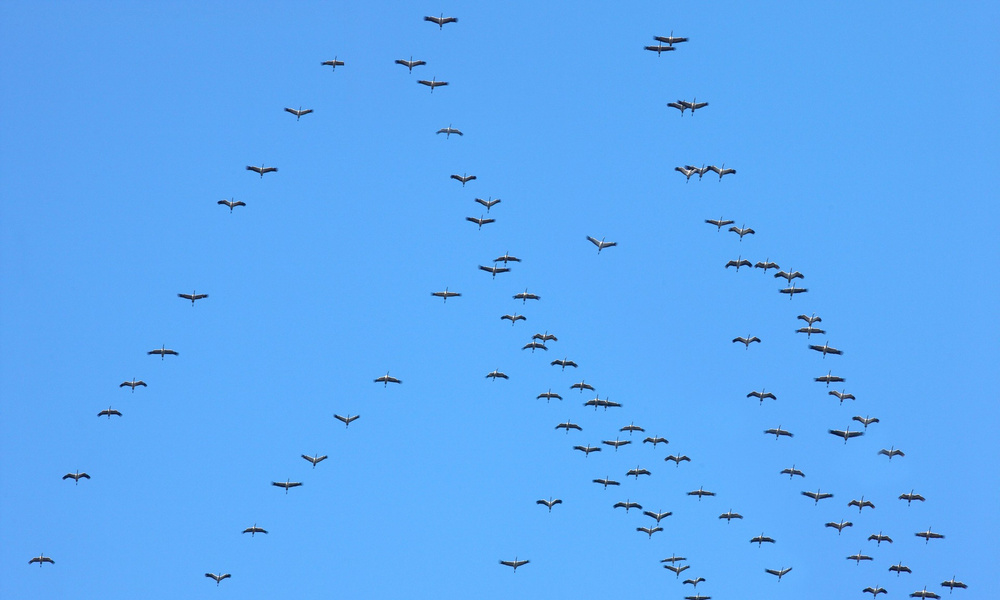 Почему птицы перелетают в теплые края и обратно, а не живут все время в ...