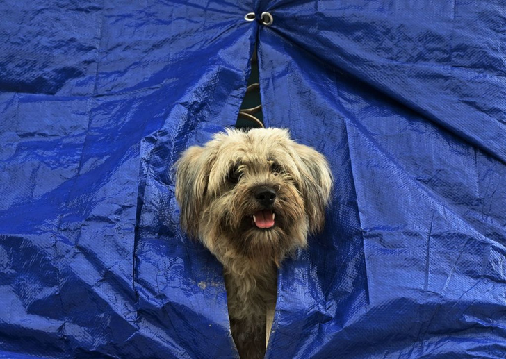 «Собаки попадают в рай?»: что делают с бездомными животными в Европе и Азии
