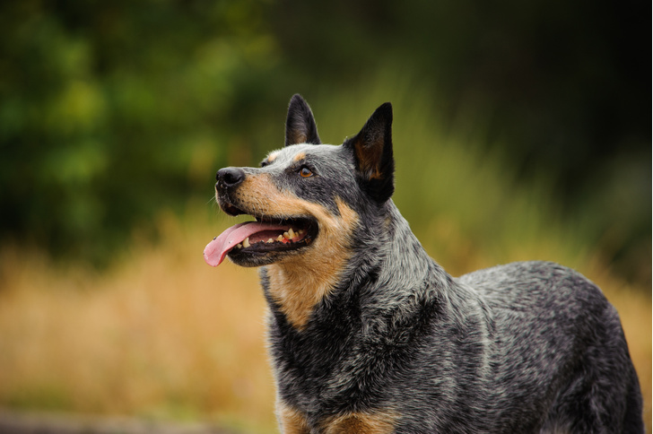 5 пород собак-долгожителей и 5 самых недолговечных