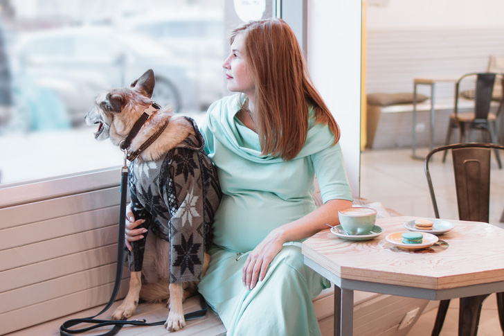Как узнать, что собака беременна?