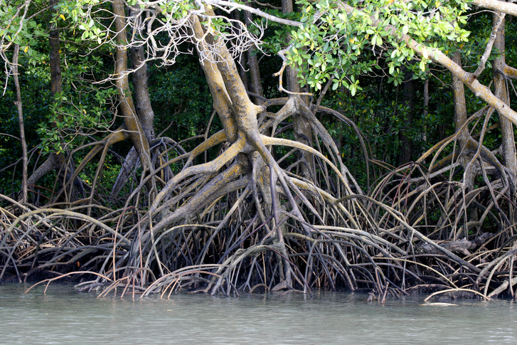 Как купить крем для рук и спасти мангровый лес в Южном Таиланде: рассказываем об экологичной новинке Clarins