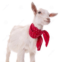 Аватарка Белая козочка