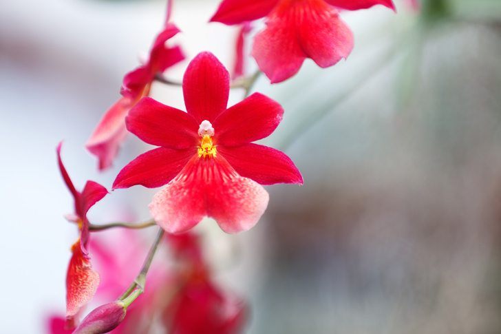 Камбрии орхидеи фото