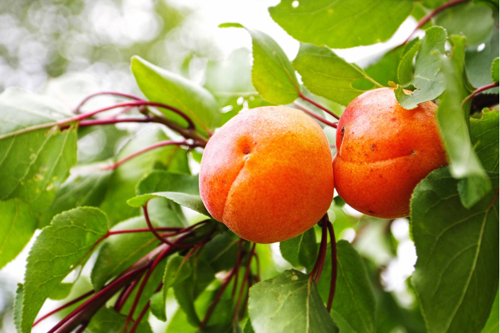 витамин содержится в абрикосе