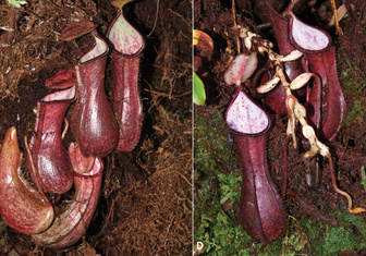 Смотри под ноги: найдено плотоядное растение, которое устраивает подземные ловушки