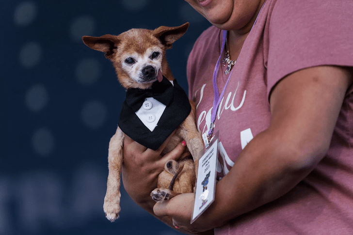 Посмотрите на этих симпатяг: опубликованы фото финалистов конкурса «Самая уродливая собака — 2023»