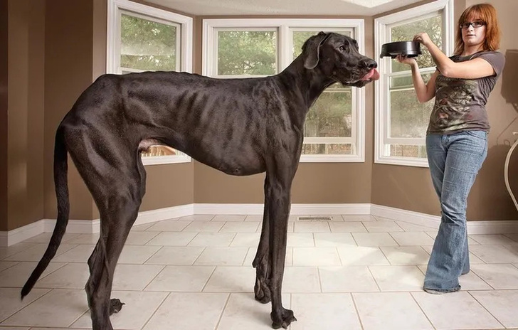 Какая собака самая большая в мире?