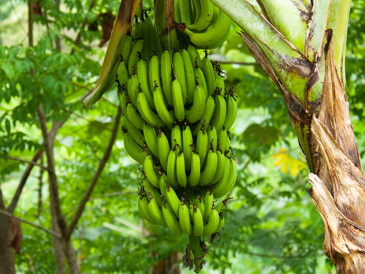 Почему зеленые бананы лучше спелых (и еще 6 волшебных свойств для вашего организма)
