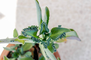 каланхоэ лечебные свойства