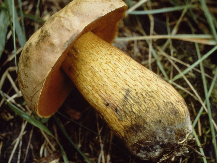 гриб дубовик