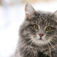 Аватарка M@zd@