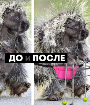 Смешные победители битвы фотожаб: часть 2