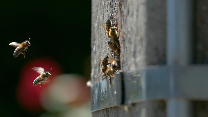 Ученые выяснили, остались ли в дикой природе Европы медоносные пчелы