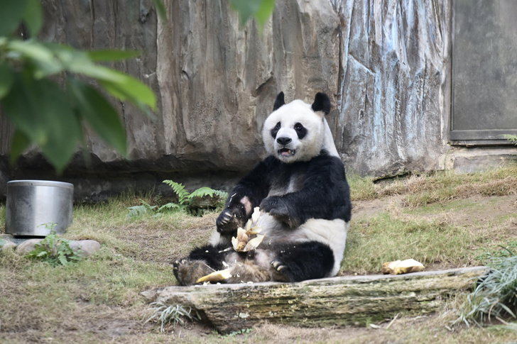 По человеческим меркам ему было 105: в Гонконге скончалась самая старая панда в мире