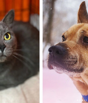 Котопёс недели: кот Дарси и собака Зося
