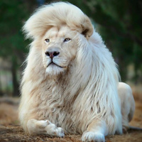 Аватарка Андрей Б.