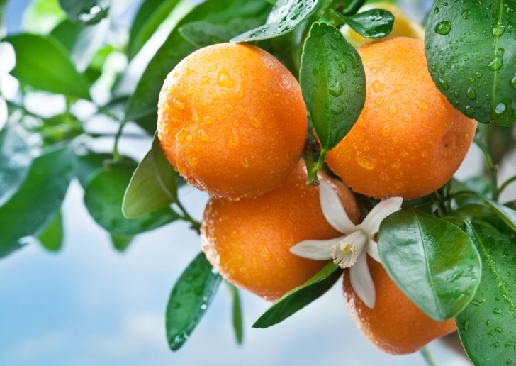 Похудение на апельсинах