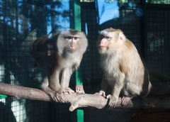 В России выявили первый случай заражения оспой обезьян