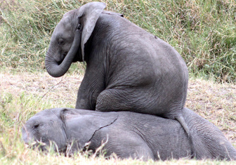 Умеют ли слоны сидеть?