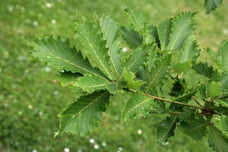 Листья дуба курчавенького (Quercus crispula). Некоторые ботаники считают его подвидом дуба монгольского (Quercus mongolica) | Источник: Florapix / Alamy via Legion Media