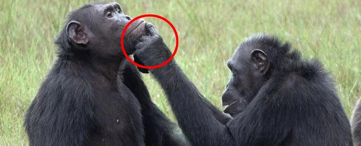 Шимпанзе поставили под сомнение основной принцип эволюции