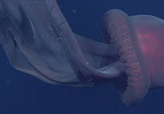 Ученые сняли на видео гигантскую медузу