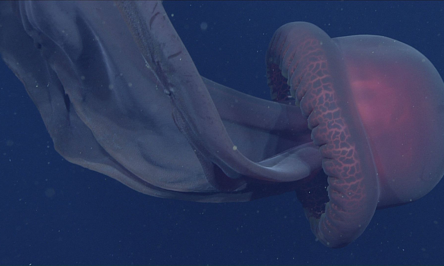 Ученые сняли на видео гигантскую медузу