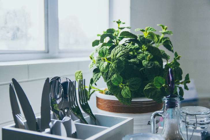 Джунгли у плиты: как обустроить зеленую зону с растениями на кухне