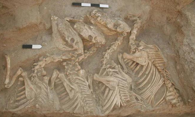 Найдены останки первых животных-гибридов