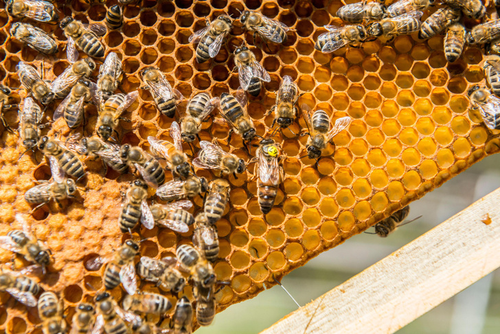 Медовая пчела (56 фото)