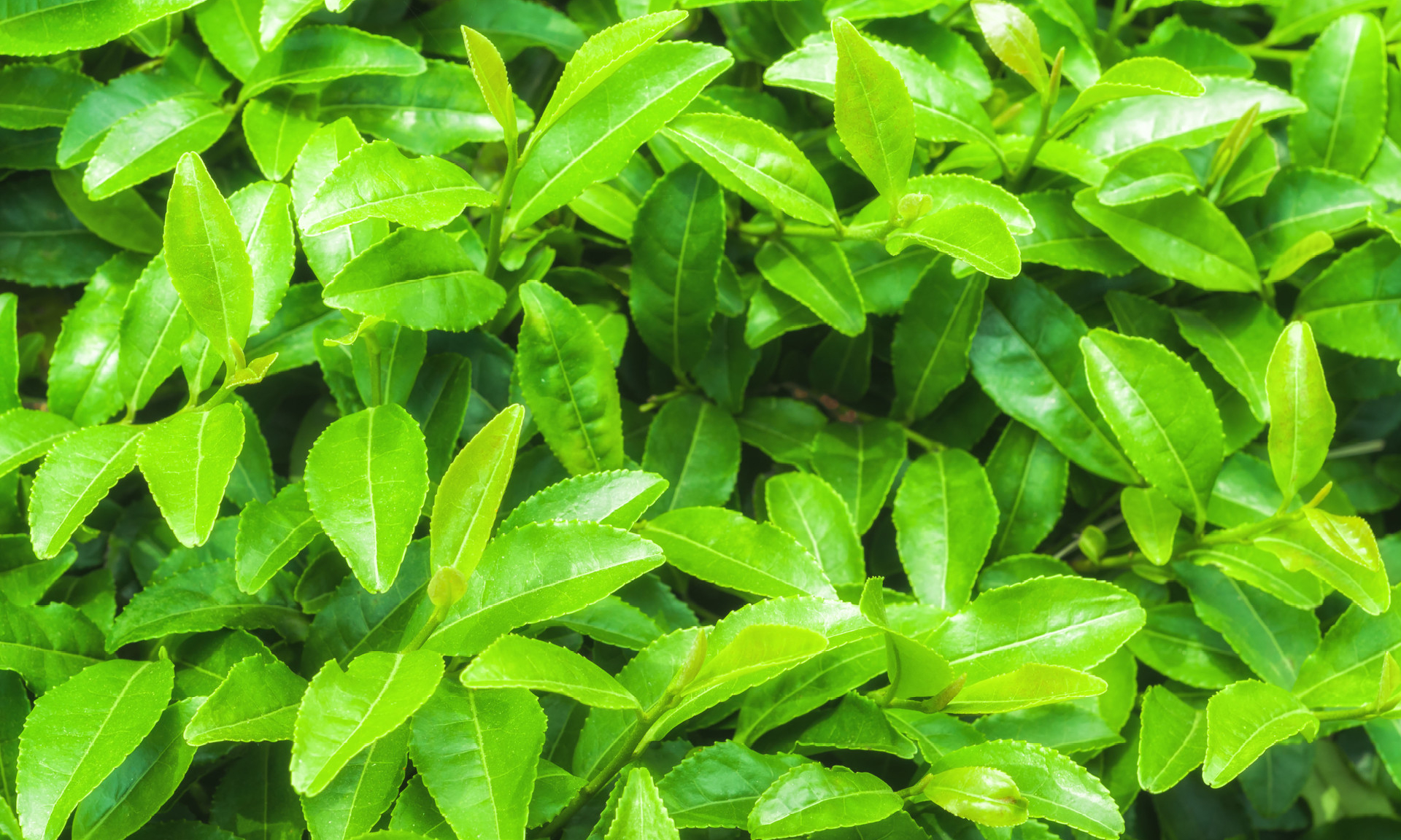 Ученые проверяют пользу зеленого чая при коронавирусе