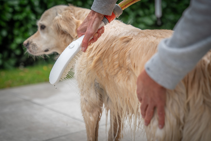 DogShower: первый ручной душ для собак от Hansgrohe