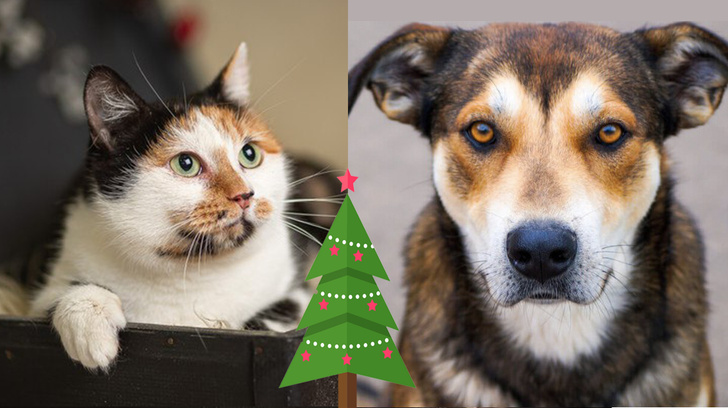 Рождественский котопёс: возьми из приюта кошку Рокси или пса Амура